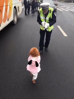 那些引导狗狗站立行走的博主，请停下，不要再伤害可怜的狗狗