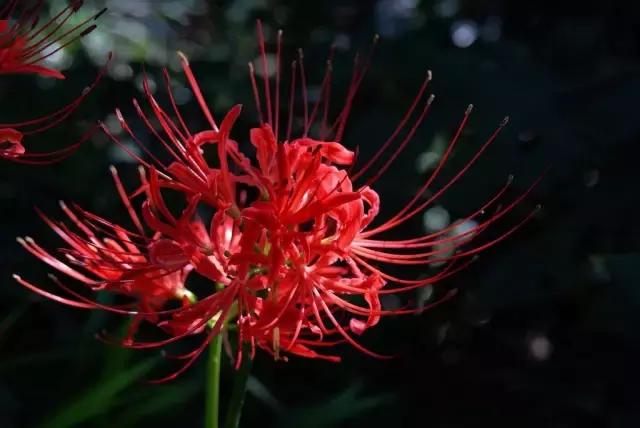 一次性摘各种各样的水果,一次性种很多草莓会怎么样