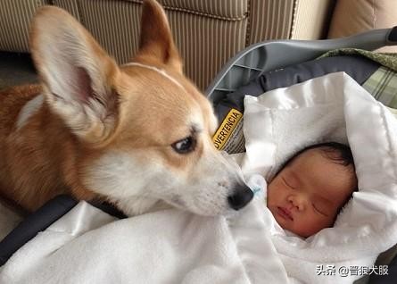 怀孕和生完孩子之后，宠物犬该如何处置？