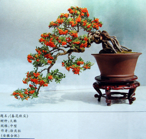 火棘花果图,火棘的观赏方法