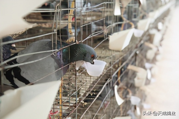 鸽子都吃什么米,小鸽子吃什么