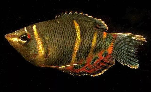 澶т笣瓒抽矆鍜屾嫑璐㈤奔,涓濊冻椴堟嫑璐㈤奔