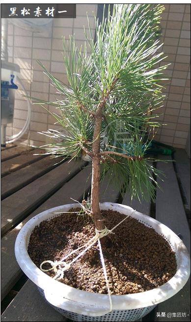 黑松盆景造型方法讲解,盆景黑松讲解视频