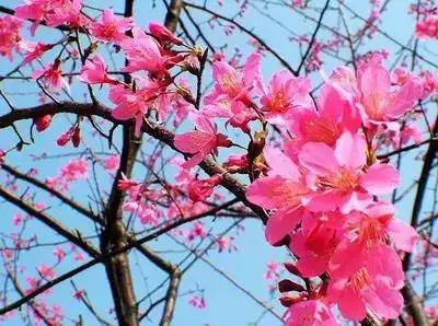 100种花的花语以及送花礼仪分享,100种花的名字和图片带花语