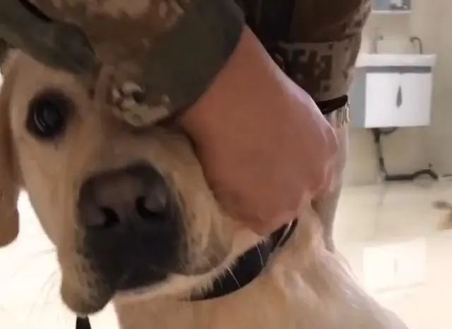 搜救犬排队打疫苗,狗子以为加鸡腿,见到医生后,狗子的反应亮了