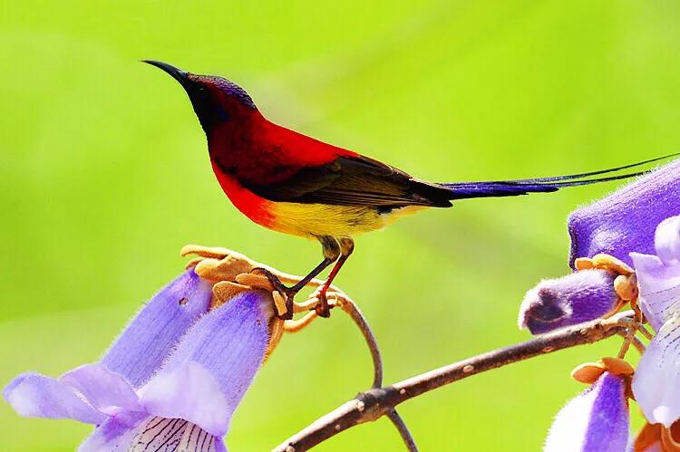 蜂鸟与太阳鸟区别,太阳鸟就是蜂鸟吗