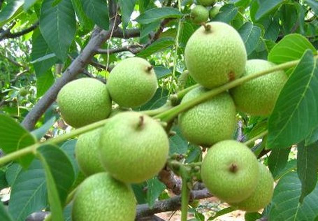 种植核桃两亩一年收入,核桃每亩产量多少