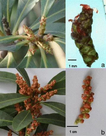 你吃过蘸酱油的杨梅吗,杨梅吃法蘸盐