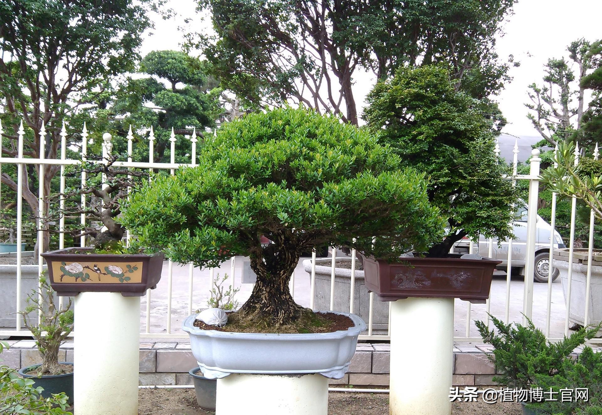 小叶黄杨黄叶原因如何解决,小叶黄杨树叶发黄是什么原因