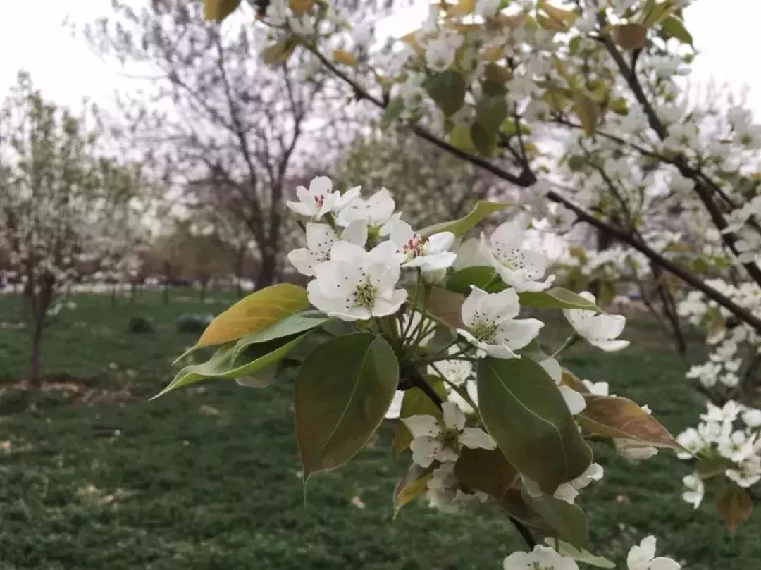 京郊最美的十大花海,京郊这些浪漫花海惊艳初秋的北京