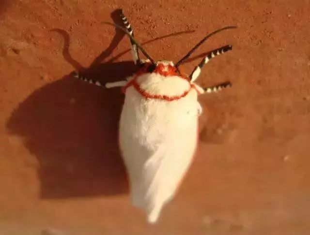 蔬菜害虫防治大全,蔬菜害虫最佳防治方法