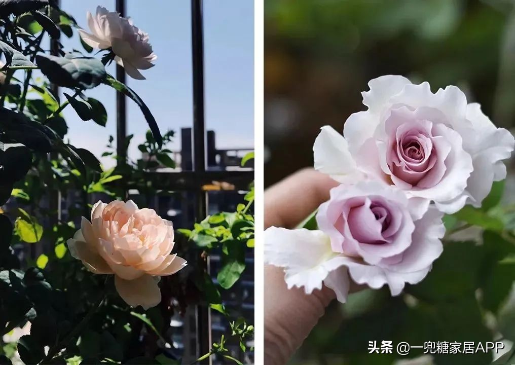 春天花会开|这20家植物淘宝店，植物杀手看了也想买！