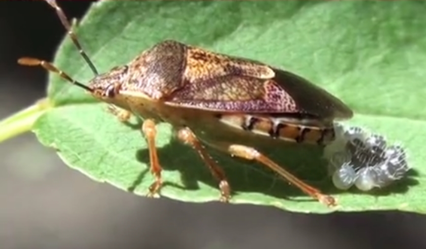 各种虫子美食大总结,关于虫子的重口味美食