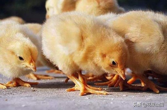 孵化鸡仔20天,孵化一只鸡雏