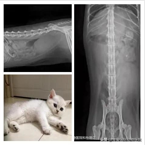 难以言说的疼完整版,猫咪肾结石的症状都有什么