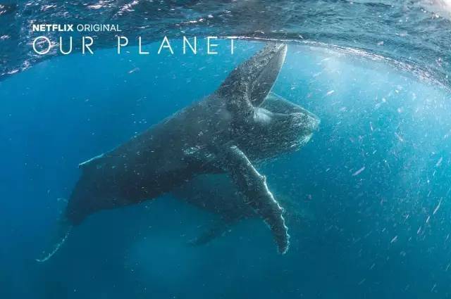 网飞2020高分电视剧排行榜,网飞高分剧排行榜在哪看