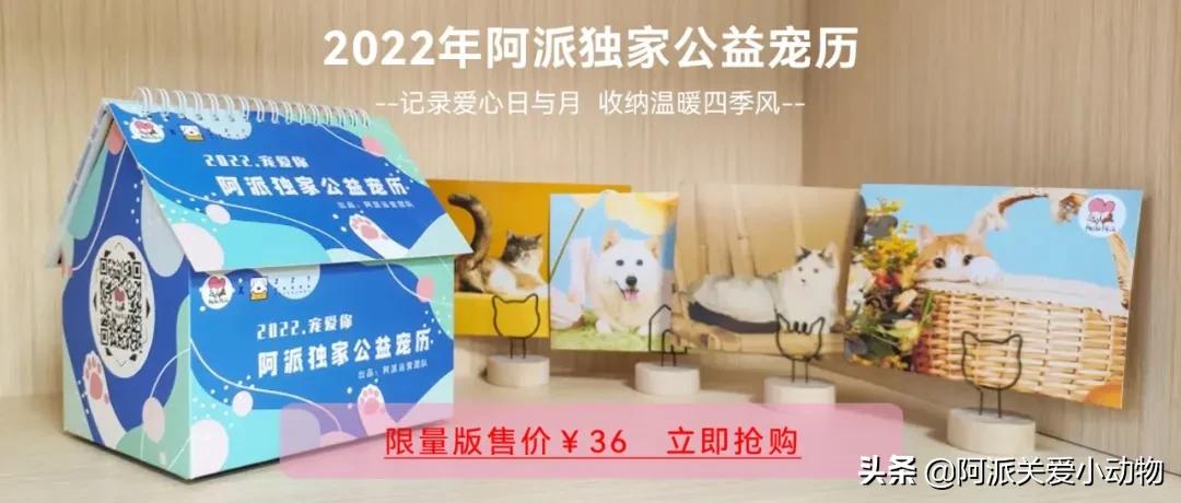 盖雪:信女愿一生荤素搭配,祈望这只拆家啊不,旺家猫找到新家