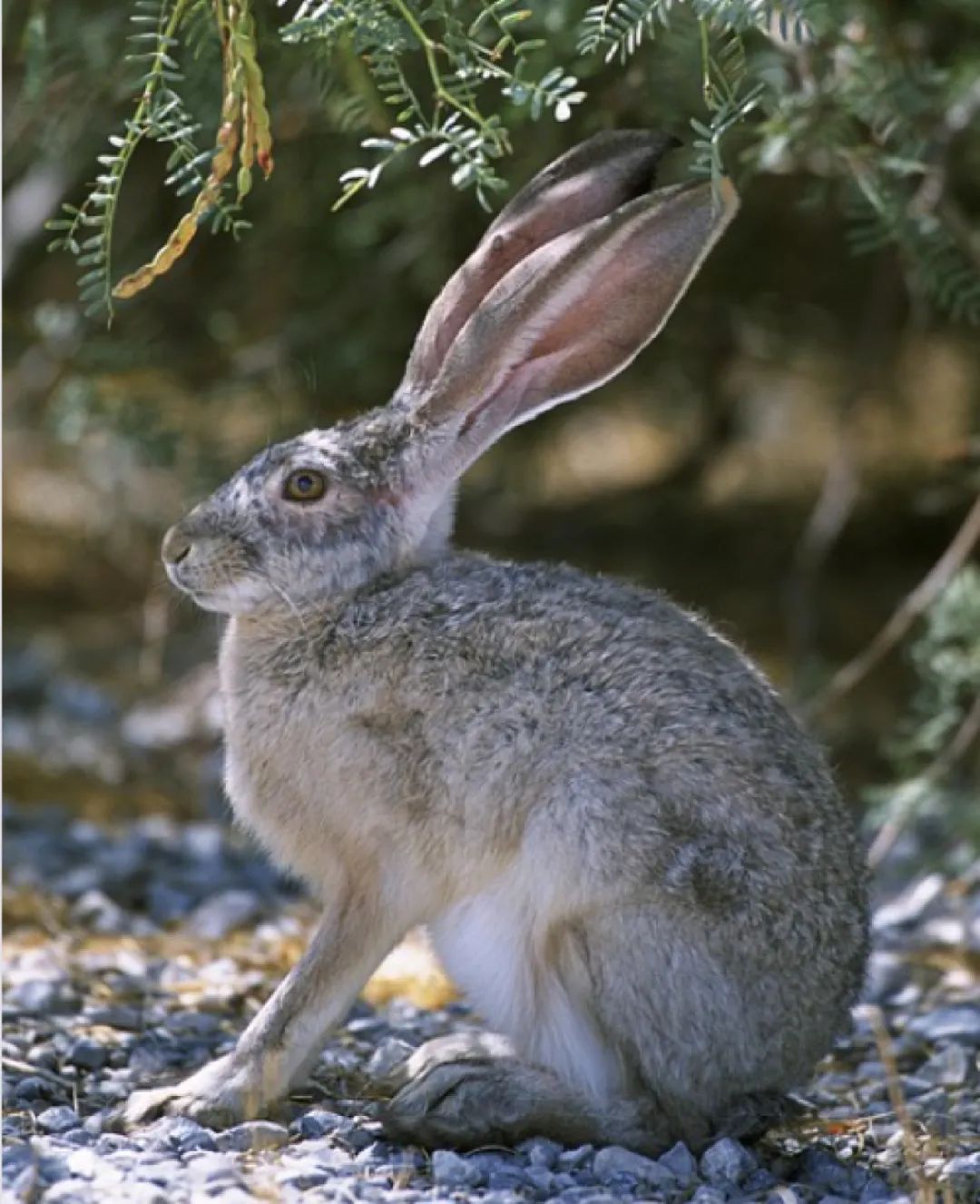 一张名片上印多个品牌logo,一张图片一个大字