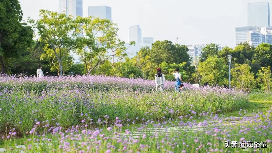 绱壊姊﹀够鑺辨捣鍏洯,娣卞湷鏅綏鏃烘柉2024绱壊鑺辨捣
