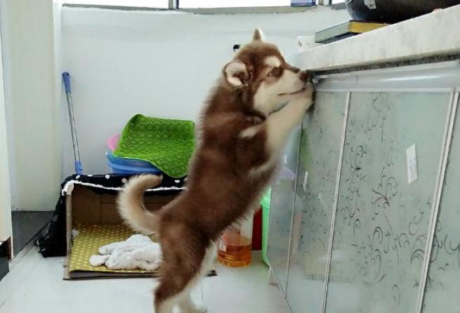 阿拉斯加犬有皮屑怎么办,阿拉斯加犬有棕色吗