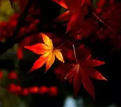 16岁女生口红推荐ysl,16岁女生适合的口红色号