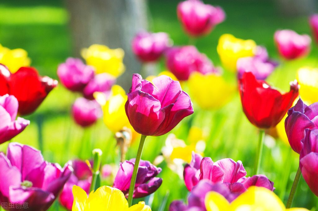 适应在室内养的十种花,天气变凉了花要搬到屋里来吗