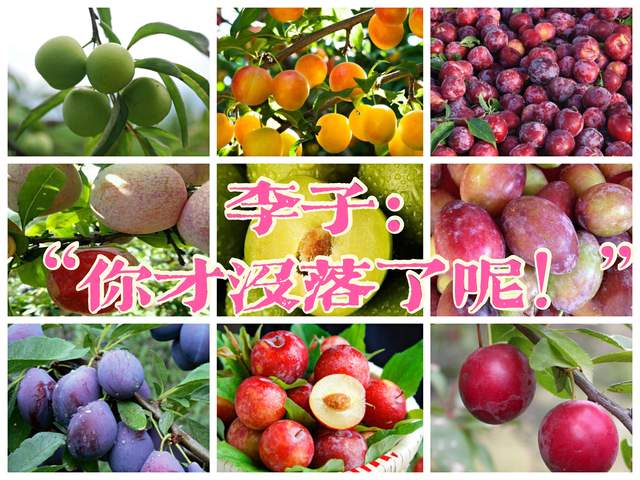 桃、李都是古代重要的水果，问：李子如今为何没落了？答：是误解
