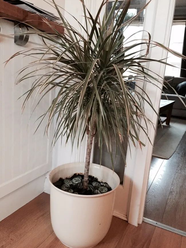 盆栽客厅千年木,养不死的客厅大绿植千年木