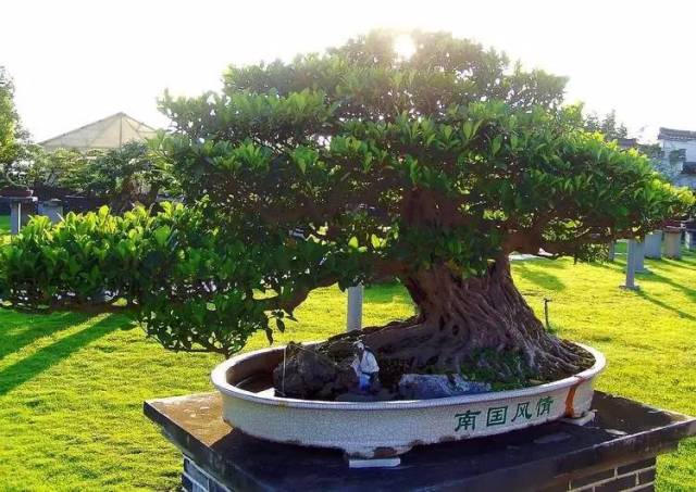 中国十大名贵稀有植物物种,全身是宝的名贵植物有哪些