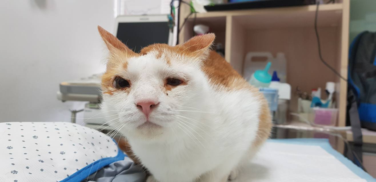 猫咪绝育辟谣,猫咪绝育肺水肿