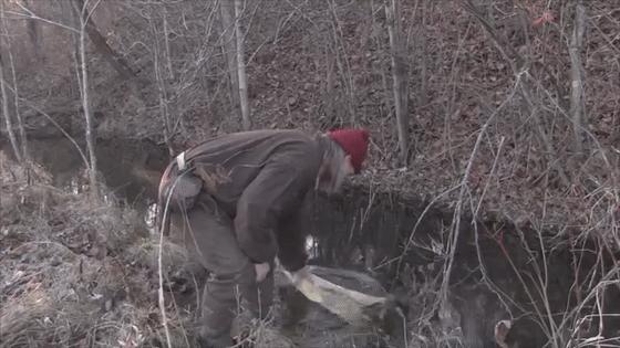 河狸皮毛的优点,河狸皮毛十分名贵