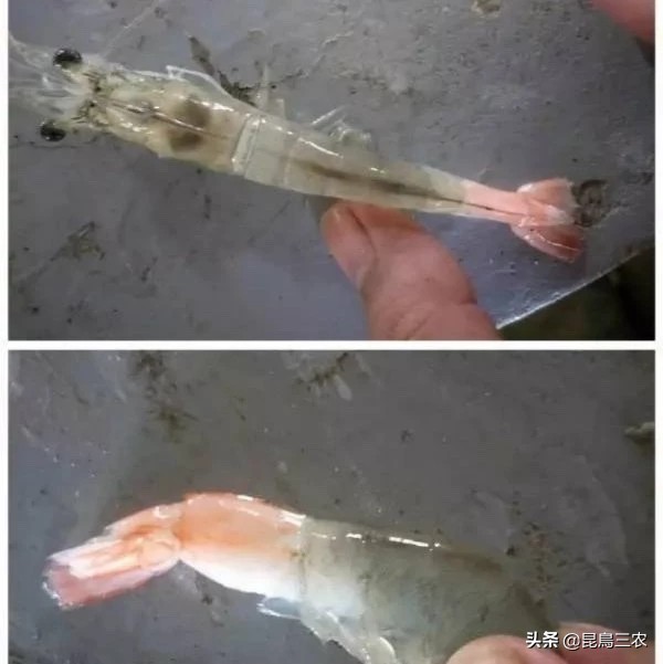 对虾出现棉花虾什么原因,对虾养殖中产生棉花虾的原因