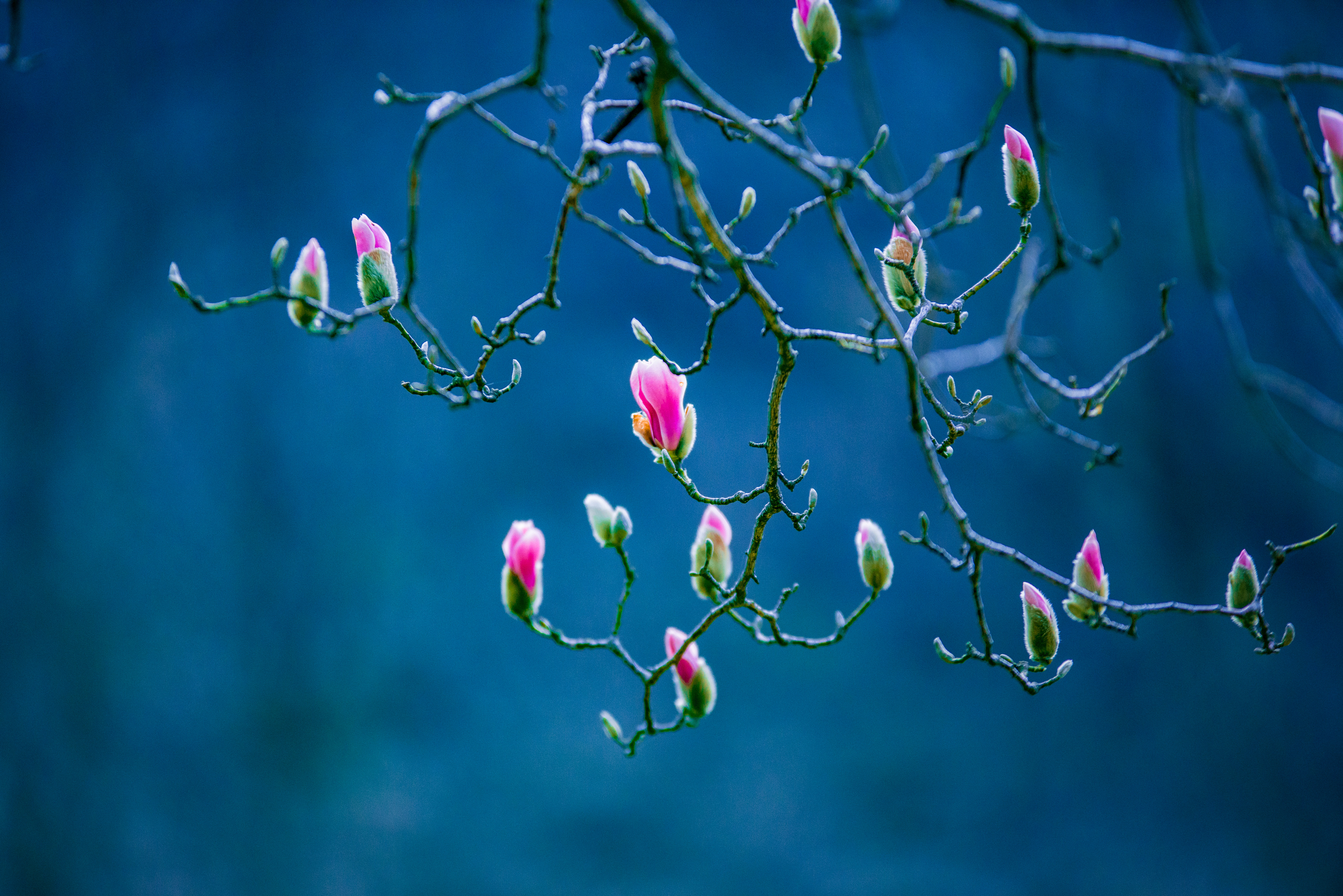 中国最大的野生玉兰,安徽天堂寨玉兰谷