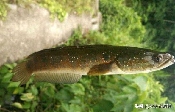 野生七星鱼值钱,野生七星鱼图片及价格