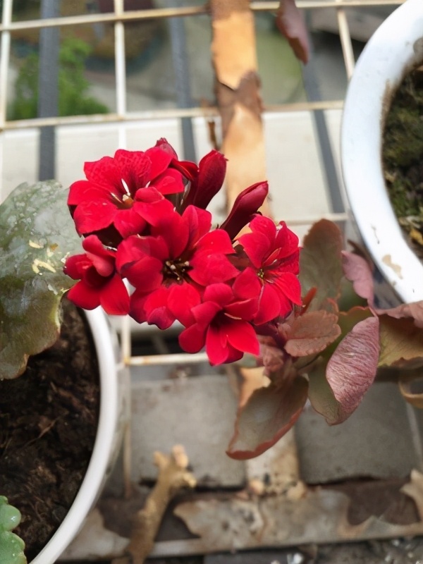 养长寿花的绝招,养长寿花怎么过冬