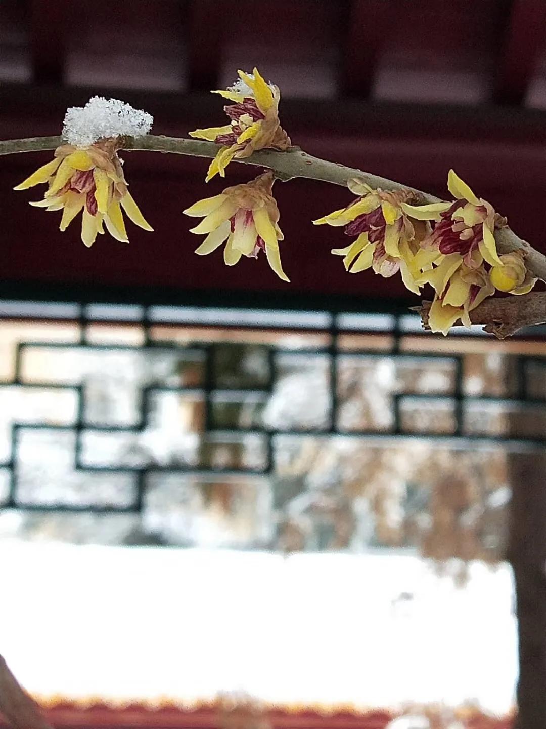 蜡梅的独特之处,腊梅之美