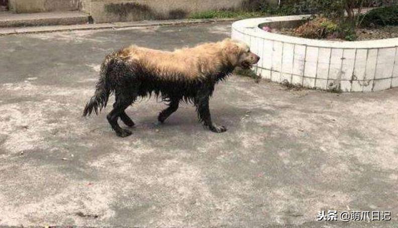 养狗是养哈士奇好还是养萨摩耶好,农村养狗也要当宠物养吗