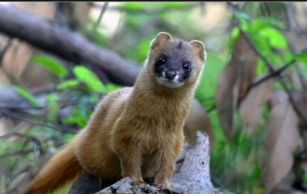 农村常见的动物抓了判刑,农村常见的10种野生动物