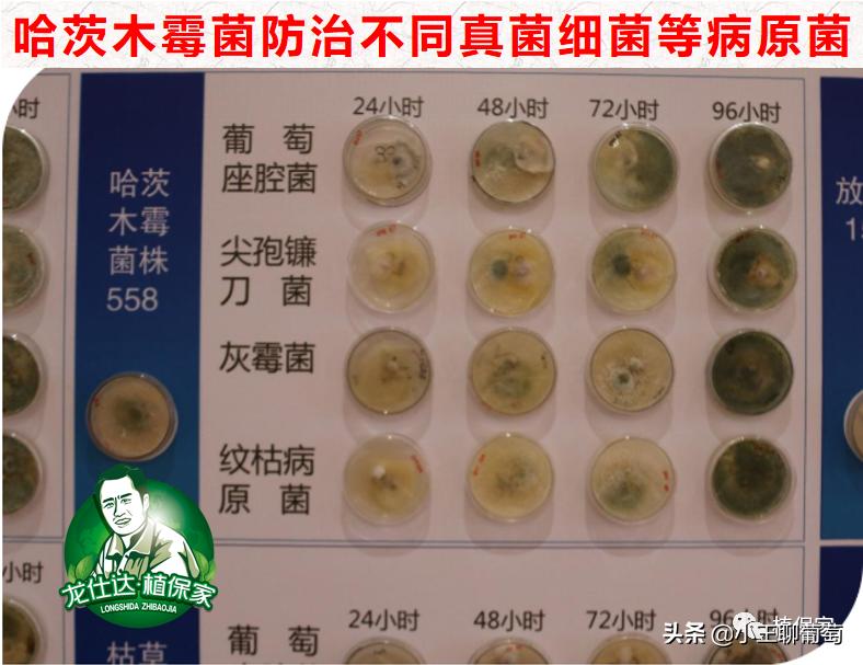 有病治病没病可以养根护根,有病治病没病杀菌