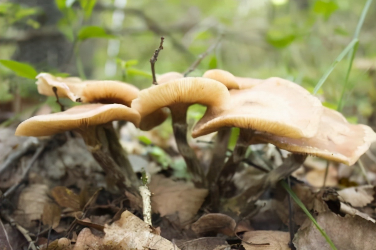 哈尔滨5大名特产，深受东北人喜爱，外地人回家送礼首选