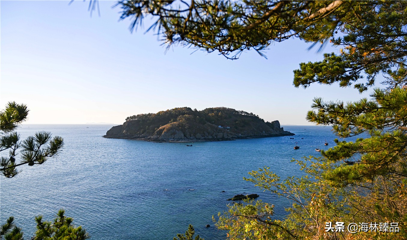 探秘海参的捕捞过程,野生海参采捕视频大全