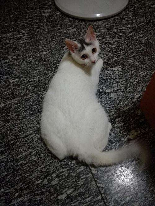 中华田园猫和狸花猫有什么区别,古代中华田园猫排行