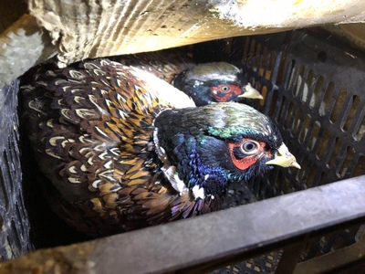 鸡痘如何预防,鸡痘的症状及防治方法