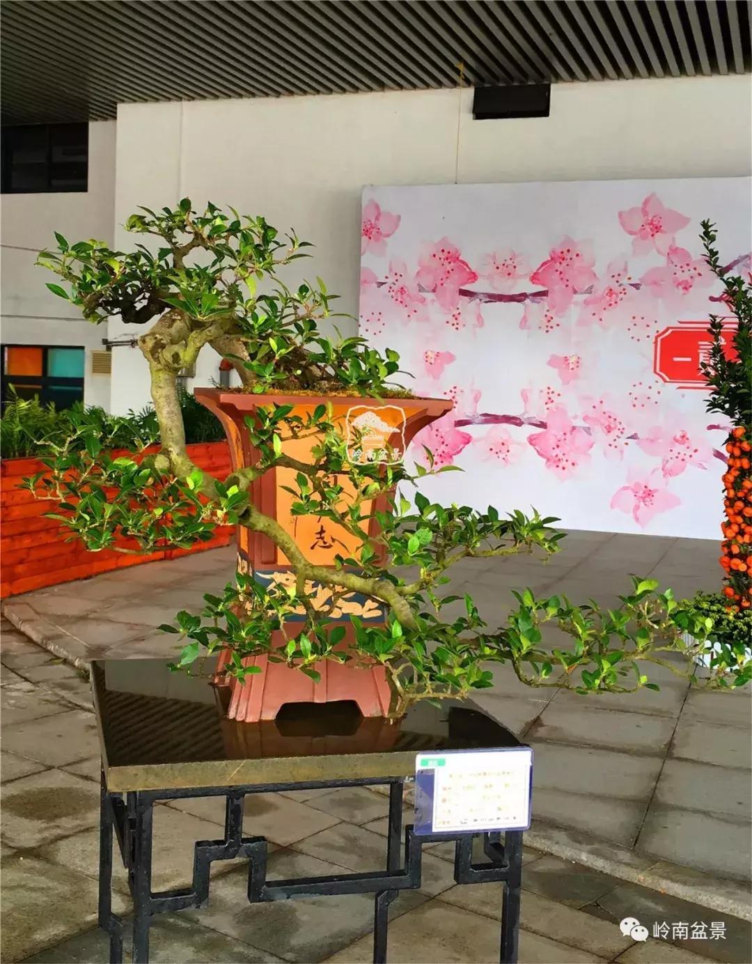 造型极美的盆景一起来欣赏,一组风吹出来的盆景欣赏动感十足