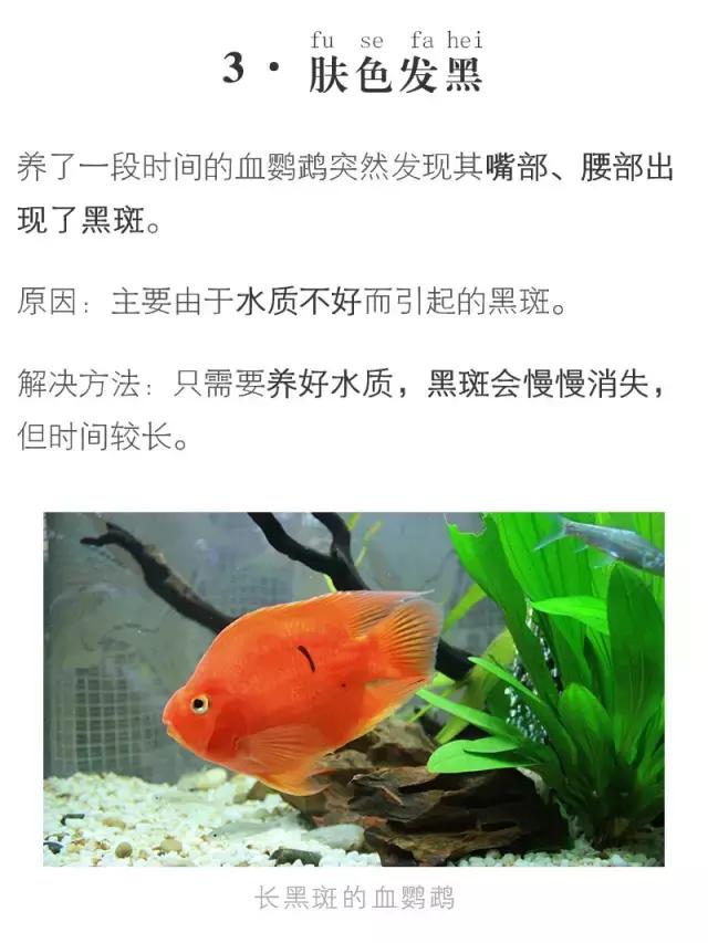 血鹦鹉鱼疾病和治疗方法,红鹦鹉怎么治疗最有效