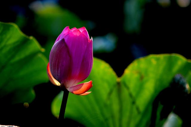 最美的荷花诗句,一起赏荷花的诗词歌赋