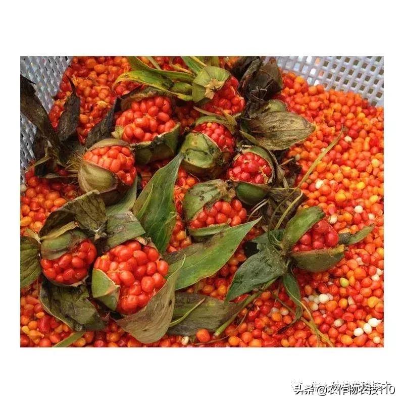 七叶一枝花的种植全部过程,七叶一枝花一般几月份出苗