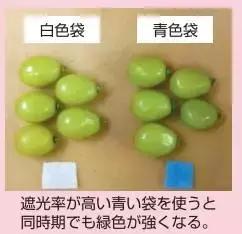 葡萄长锈斑怎么回事,怎样才能防止葡萄烂果