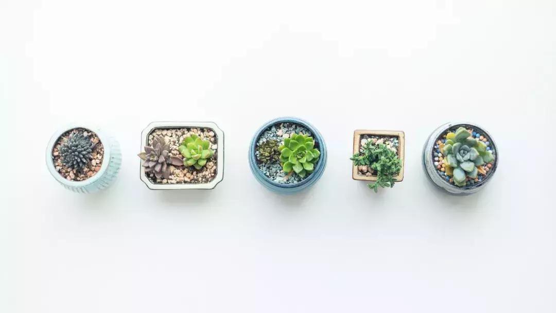 为什么年轻人养不活,年轻人自己都养不活为什么养宠物