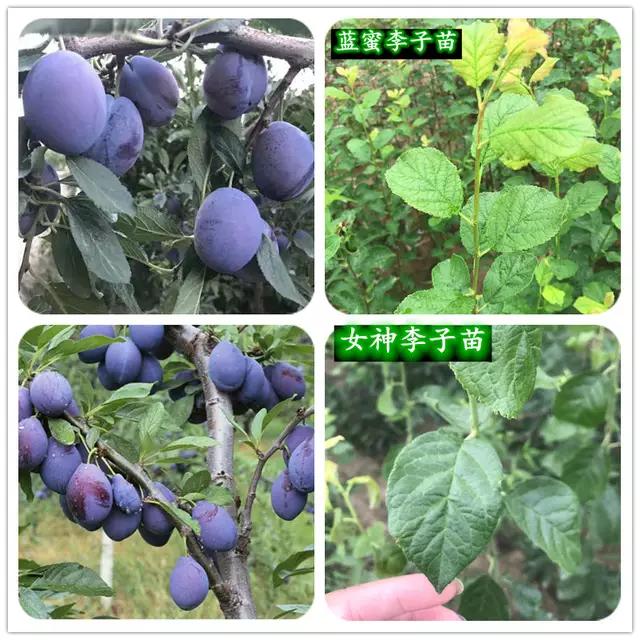 盆栽西梅种植方法全过程,加州西梅的种植秘密你了解多少